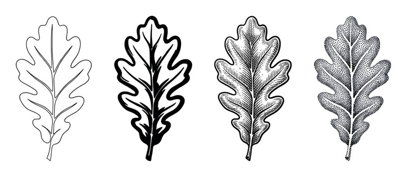 Four black and white oak leaf illustrations in a set showing different artistic styles like line art, brushstroke, engraving, and stippling for a graphic design concept