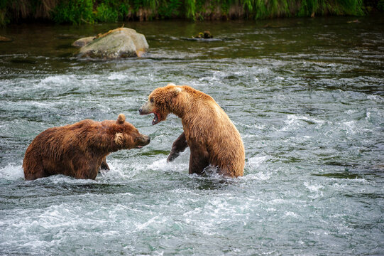 Two Brown Bears fighting at Brooks Falls Alaska