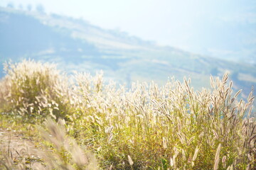 Obraz premium Golden grass field on mountain hillside with soft sunlight and blurred valley background. Nature landscape representing autumn season, countryside scenery, and peaceful outdoor environment.
