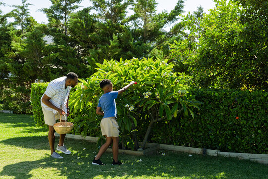 African American mature man and youth boy picking white flowers from yard shrub with wicker basket