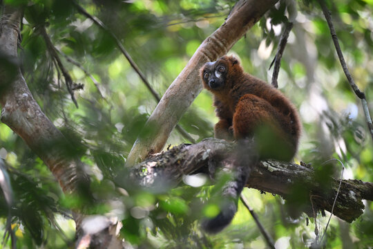 Red-bellied Lemur (Eulemur rubriventer) Sitting in Tree Canopy in Sunlit Rainforest