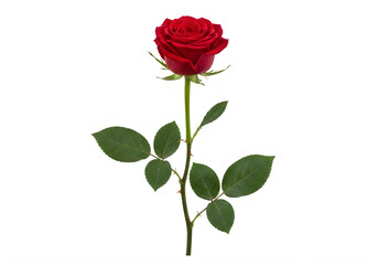 Obraz premium Single red rose with green leaves isolated on transparent background