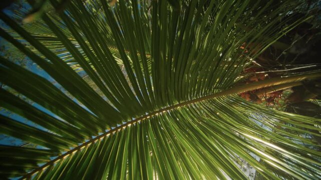 Tropical leaf closeup. Bright sunlight accentuates leaf vein patterns vividly. Intimate shot showcasing detailed vein patterns on palm leaves under warm sunlight illumination