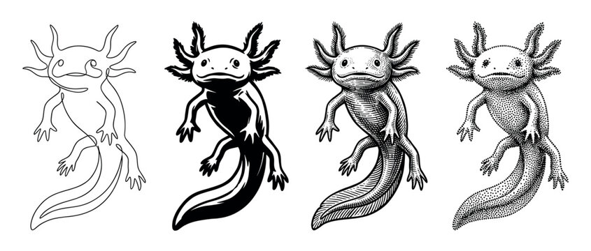 Four distinct black and white axolotl illustrations are presented, showcasing continuous line, solid fill, detailed engraving, and intricate stipple art styles of the fascinating amphibian