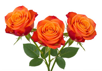 Fototapeta premium Vibrant orange roses in full bloom with lush green leaves isolated on transparent background