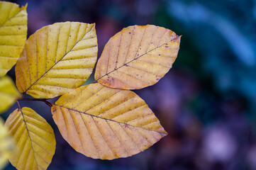 Jesienny las. © Tomasz Warszewski