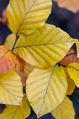 Jesienny las. © Tomasz Warszewski