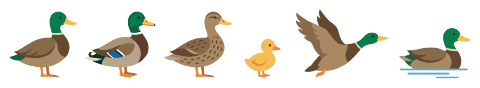 Six cartoon mallard ducks and a duckling are depicted in various poses, including standing, flying, and swimming, rendered in a charming flat illustration style with naturalistic colors