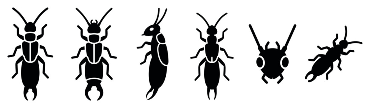 Six black earwig insect icons illustrate various poses and perspectives, showcasing their distinctive pincer-like cerci and segmented bodies in a clean, graphic style
