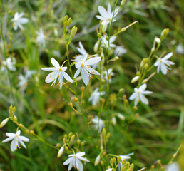 Anthericum ramosum blooms in nature in summer