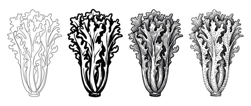 Four distinct black and white lettuce illustrations showcase different artistic styles including outline, bold, engraving, and stipple techniques