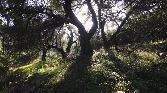 View of hiking trail from Paleokastritsa to Lakones, Old Donkey path, Corfu, Kerkyra, Greece, Ionian sea islands, with olive grove forest and mountains, in summer sunny day, trekking on Corfu