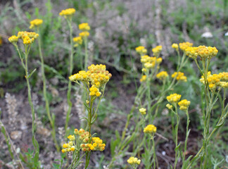 Obraz premium In the wild, the blooms Helichrysum arenarium