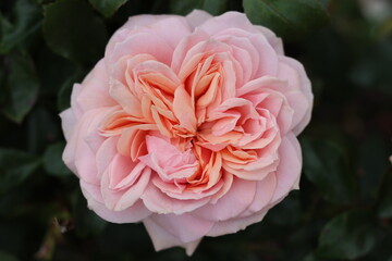 Close up of a pale pink and peach rose in a garden