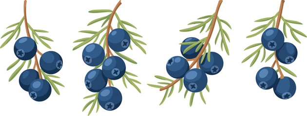 Vector illustration of juniper berry sprigs with dark blue berries, green needle leaves, brown stems, culinary ingredient, botanical artwork design © MOSTSUMAIYA