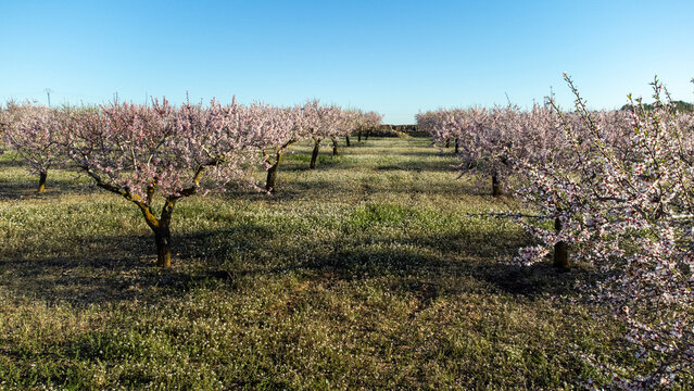 Almond trees in bloom forming spring orchard landscape