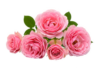 Fototapeta premium Beautiful bouquet of pink roses with green leaves isolated on transparent background