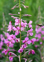 Epilobium angustifolium blooms in nature in summer