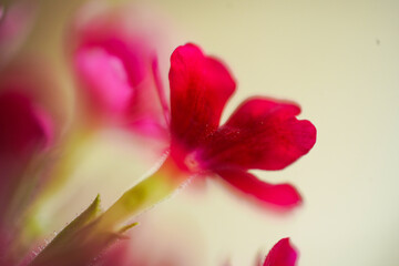 Fototapeta premium Soft Focus Red Verbena Flower Macro