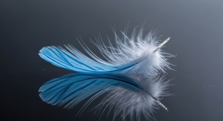 Obraz premium Close up of a blue and white feather with reflection against a gradient backdrop