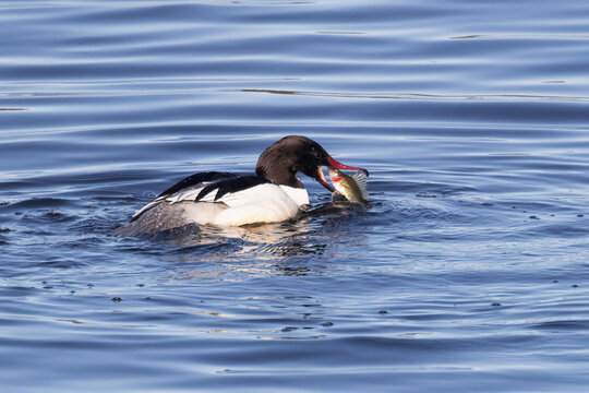 Common merganser