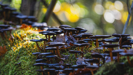 Dunkle Hüte stehen dicht an dicht wie eine Versammlung schweigsamer Denker. Das Moos leuchtet smaragdgrün, als hätte der Wald selbst einen Teppich aus Licht ausgerollt. Zwischen alten Blättern und mor © remo_welt