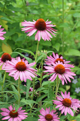 Fototapeta premium Purple coneflower flowers in close up