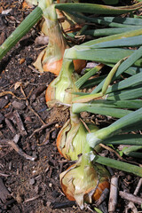 Row of five onions in close up in a vegetable garden