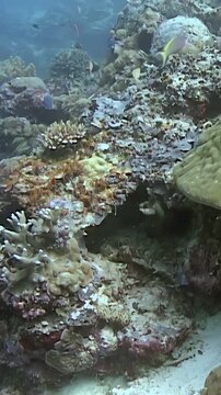 Underwater exploration in Indonesia reveals a healthy coral reef ecosystem. Diverse fish species weave between the coral formations during daytime in Sipadan Island.