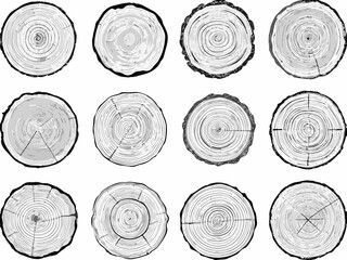 A collection of twelve tree cross sections displaying concentric rings and varying wood textures © Bikas