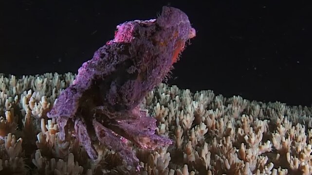 Observe the decorator crab, a master of disguise, as it blends perfectly into its coral reef environment in Papua New Guinea. A fascinating creature!