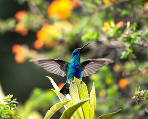 Fototapeta premium Sparkling Violetear (Colibri coruscans) in the Andes of Ecuador