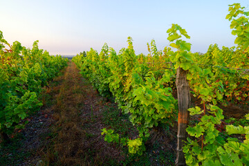 Fototapeta premium Vineyards of the Haut Poitou in the hillside of Marigny-Brizay village