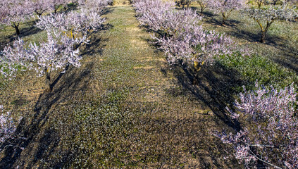 Fototapeta premium Almond orchard with long spring shadows, aerial view, Spain