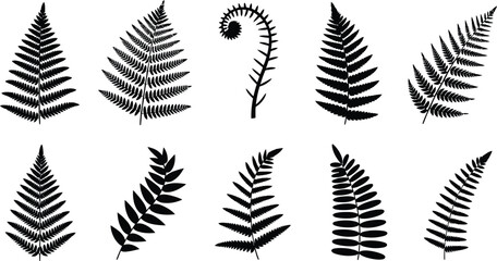 Fern leaf silhouettes collection, botanical vector illustration, diverse foliage shapes, fiddlehead frond design, nature plant elements, decorative greenery artwork, black silhouette set