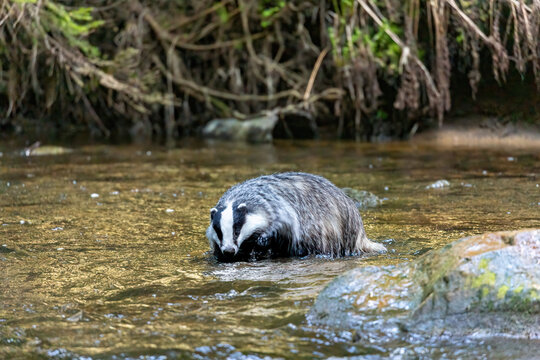 The European budger is walking in the middle of a flowing river. Horizontally.