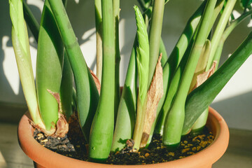 Fototapeta premium Zamioculcas zamiifolia houseplant with fresh stems growing in terracotta pot