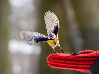 A blue tit with a seed in its beak takes off from a hand in a red mitten © sablinstanislav