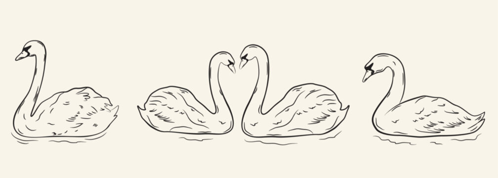 Black and white ink sketch of four swans swimming on water with romantic heart shape necks illustration