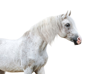 Portrait of a white horse with a long mane on a transparent background
