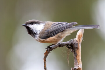 Siberian tit © Risto