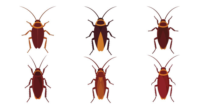 Illustration of six different colored cockroaches on a white background