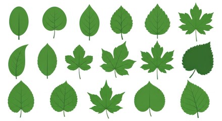 Collection of Various Green Leaves Shapes.