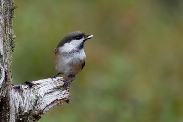 Siberian tit © Risto