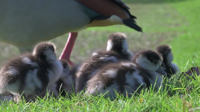 Egyptian Goose (Alopochen aegyptiaca) family of young goslings in closeup, a parent walking past behind. February, Kent, UK [Half speed]