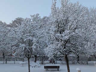 Baum, Winter, Schnee, Schneelandschaft, Ast, Winterlandschaft, 