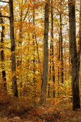Fototapeta premium Autumn Forest in Warm Golden Light