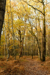 Fototapeta premium Autumn Forest in Warm Golden Light