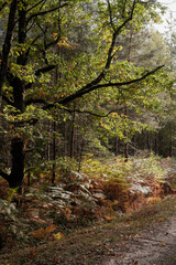 Obraz premium Autumn Forest in Warm Golden Light