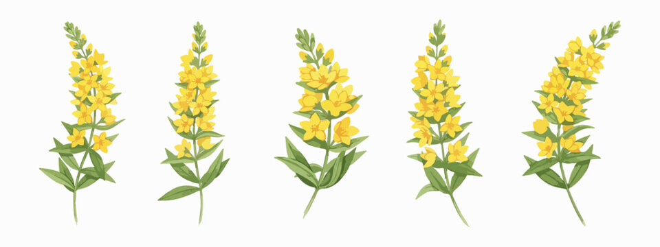 Lysimachia vulgaris medicinal herb botanical watercolor vector set, isolated on white background